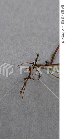 マメ科の植物の栄養は窒素固定菌から得る 88878998