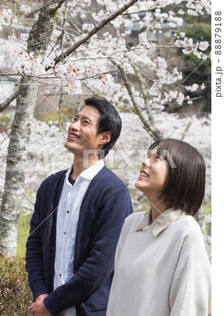 桜の花を見上げる男女 桜の花を見上げる男女 88879188