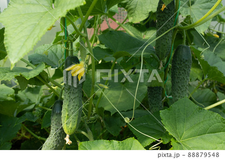 Cucumbers with green leaves and yellow flowers in greenhouse, close-up. Cucumber plants agriculture concept for publication, poster, screensaver, wallpaper, postcard, banner, cover, website. High Cucumbers with green leaves and yellow flowers in greenhouse, close-up. Cucumber plants agriculture concept for publication, poster, screensaver, wallpaper, postcard, banner, cover, website. High 88879548