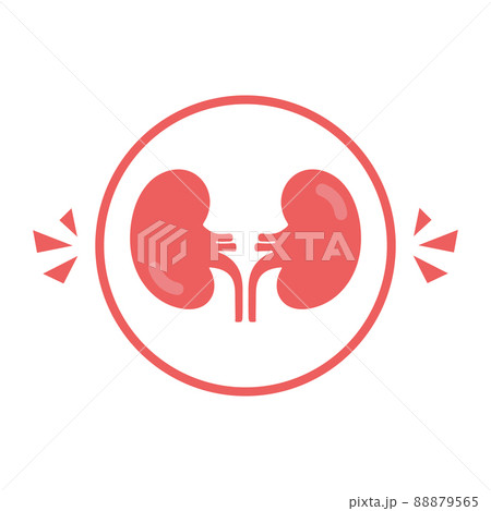 Kidney icon vector. Urology logo design template. Kidney organ glyph icon. Vector 88879565
