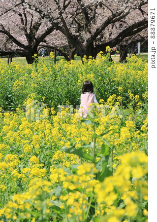 菜の花畑 菜の花畑と女の子 菜の花畑 菜の花畑と女の子 88879671