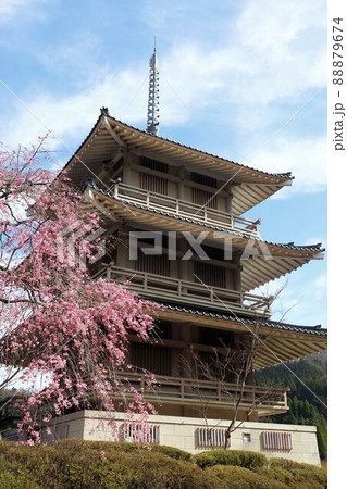 浄専寺　三重塔と桜 88879674