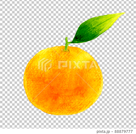 手描きイラスト◆みかん様用頁◆ みかんのイラスト 手描き 水彩風 Stock Illustration | Adobe Stock
