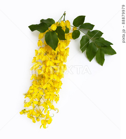 Golden shower or cassia fistula flower on white background. 88879979