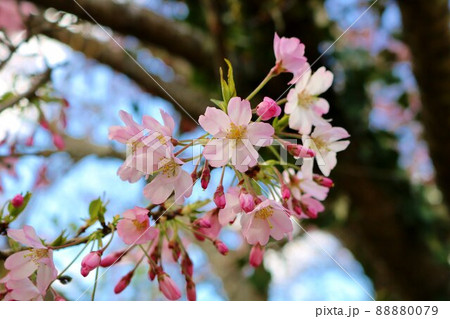 古木の幹から可愛く咲く桜の花 春の日 風景の写真素材 [88880079] - PIXTA