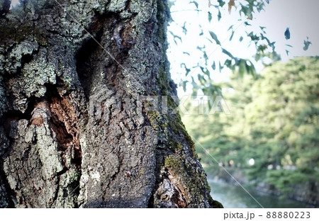 樹木の幹 88880223
