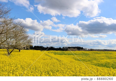 あたり一面菜の花群　春の渡良瀬　風景 88880260