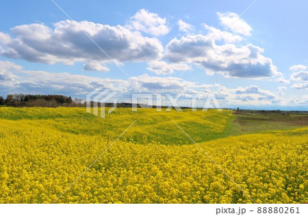 あたり一面菜の花群　春の渡良瀬　風景 88880261