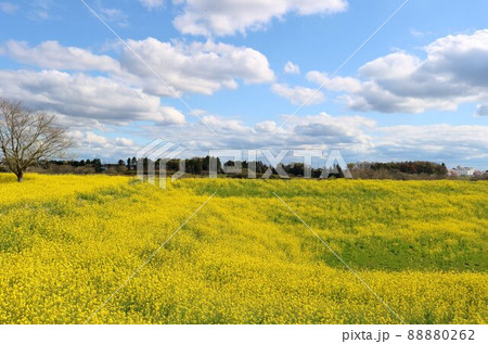 あたり一面菜の花群 春の渡良瀬 風景 あたり一面菜の花群 春の渡良瀬 風景 88880262