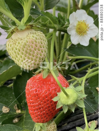 苺と花 88880338
