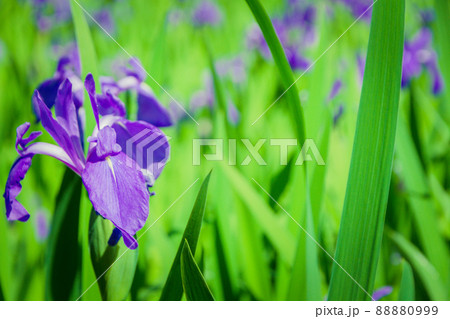 京都市北区上賀茂大田神社のカキツバタを撮影 88880999