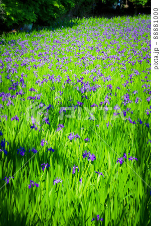 京都市北区上賀茂大田神社のカキツバタを撮影 88881000