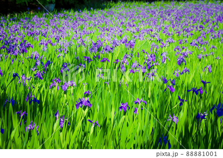 京都市北区上賀茂大田神社のカキツバタを撮影 88881001