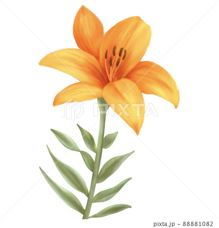 オレンジのユリの花 水彩イラストのイラスト素材 10