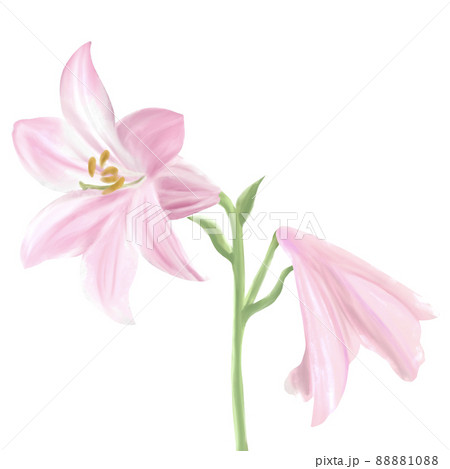 ピンクのユリの花 水彩イラストのイラスト素材 [88881088] - PIXTA