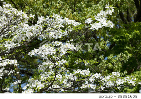 埼玉県所沢市　道傍公園 水と森の広場　ハナミズキの花 88881608