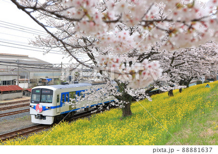 秩父鉄道「満開の桜と菜の花」急行秩父路を背景に 秩父鉄道「満開の桜と菜の花」急行秩父路を背景に 88881637