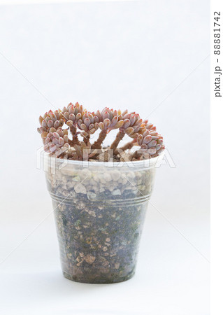 Graptopetalum pachyphyllum bluebean on white background Graptopetalum pachyphyllum bluebean on white background 88881742