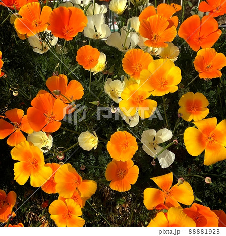 優しいオレンジ色の花の写真素材 [88881923] - PIXTA