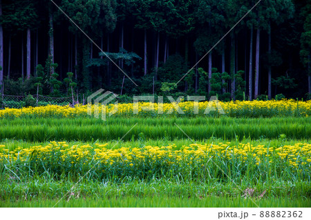 京都市右京区越畑の女郎花を撮影したもの 88882362