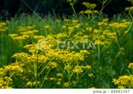京都市右京区越畑の女郎花を撮影したもの 京都市右京区越畑の女郎花を撮影したもの 88882397