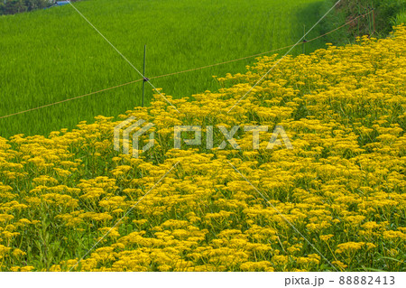 京都市右京区越畑の女郎花を撮影したもの 88882413