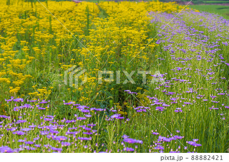 京都市右京区越畑の女郎花を撮影したもの 京都市右京区越畑の女郎花を撮影したもの 88882421