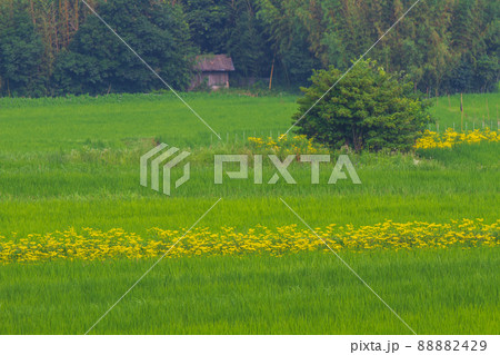 京都市右京区越畑の女郎花を撮影したもの 88882429