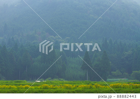 京都市右京区越畑の女郎花を撮影したもの 88882443