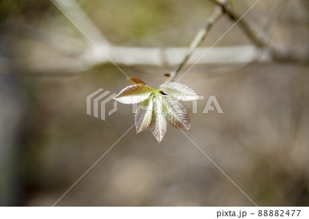 木の新芽 木の新芽 88882477