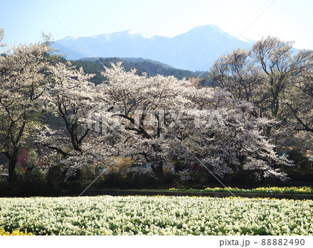 山梨県 山高神代桜 実相寺の桜風景 4月 山梨県 山高神代桜 実相寺の桜風景 4月 88882490