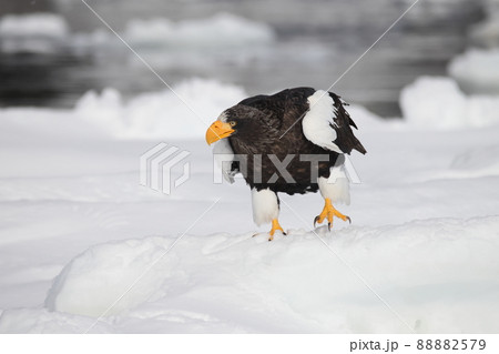 流氷に止まるオオワシの成鳥 流氷に止まるオオワシの成鳥 88882579