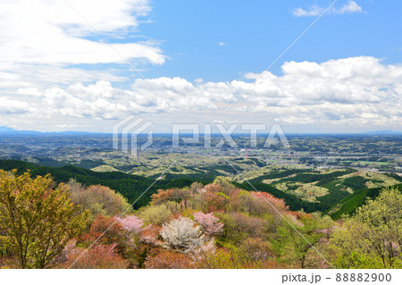 御亭山から観る満開の山桜 88882900