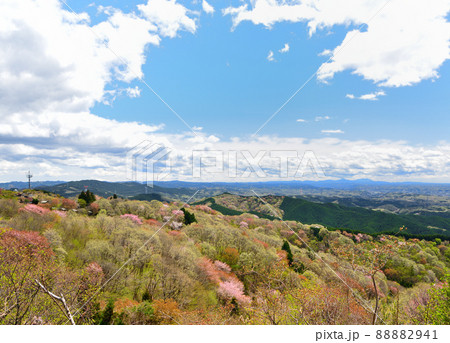 御亭山から観る満開の山桜 88882941
