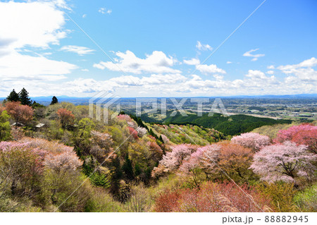 御亭山から観る満開の山桜 御亭山から観る満開の山桜 88882945