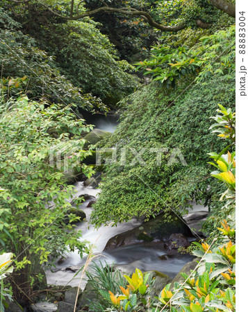 Green moss on stones on a river in the very green forrest with small waterfall. 88883004