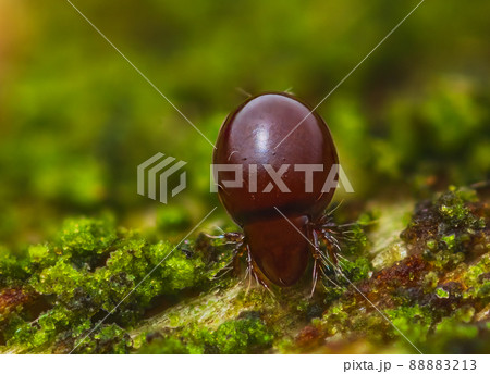 Close up of Beetle Mite also known as oribatid mites Close up of Beetle Mite also known as oribatid mites 88883213