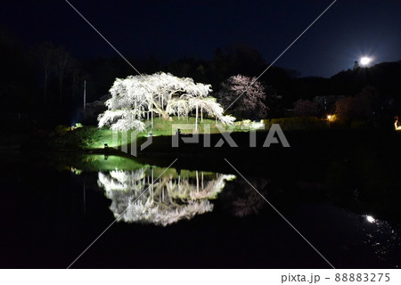 中島の地蔵桜 中島の地蔵桜 88883275
