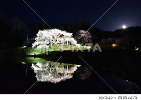 中島の地蔵桜 中島の地蔵桜 88883278