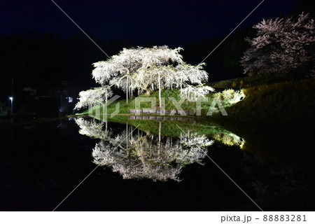 中島の地蔵桜 中島の地蔵桜 88883281