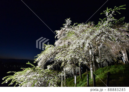 中島の地蔵桜 中島の地蔵桜 88883285