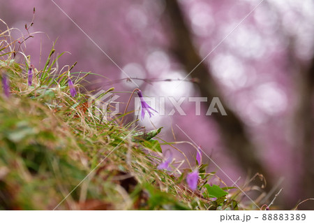 カタクリ カタクリ 88883389