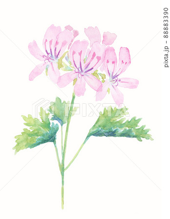 ローズゼラニウム 水彩 ローズゼラニウム 水彩 88883390