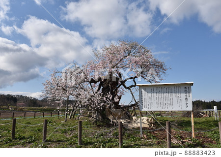 米沢の千歳桜 88883423