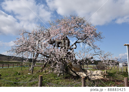 米沢の千歳桜 88883425