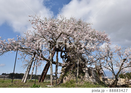 米沢の千歳桜 88883427