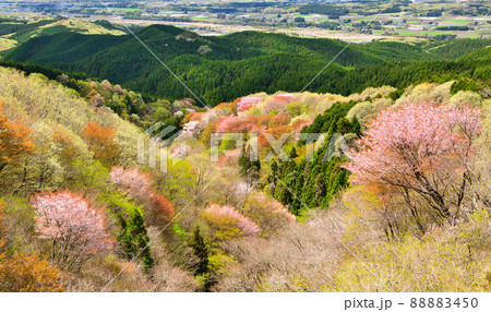 御亭山から観る満開の山桜 88883450