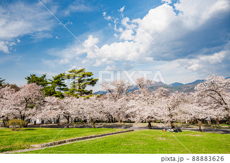 春の風物詩 桜まつり 春の風物詩 桜まつり 88883626