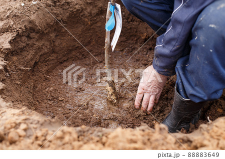 man planting a fruit tree in his garden man planting a fruit tree in his garden 88883649