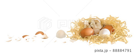 A chick with a hatched nest. Isolated on a white background. 88884791